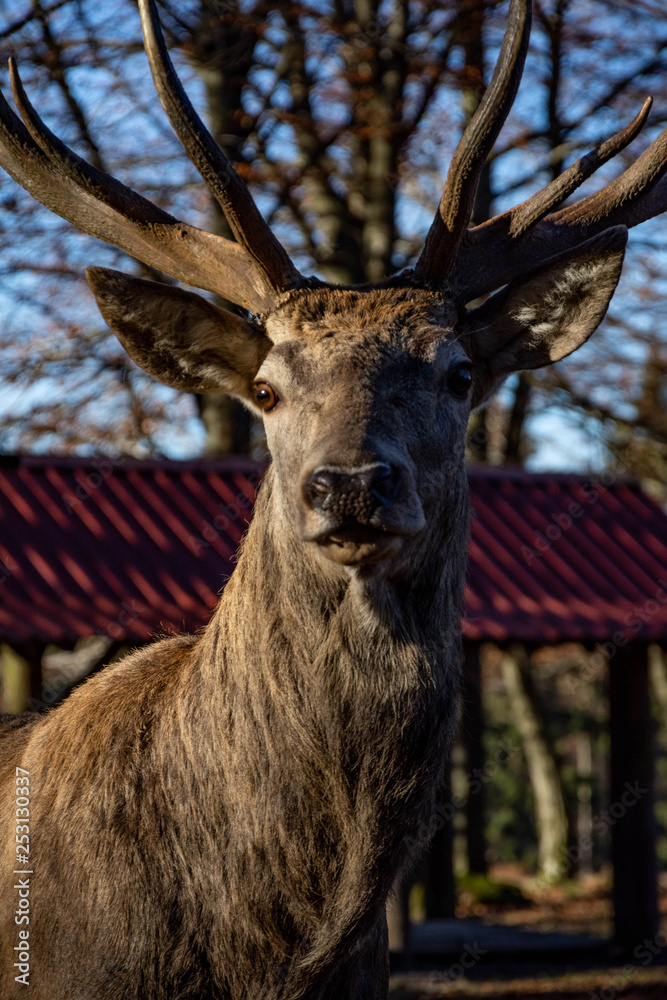 Fototapeta premium deer