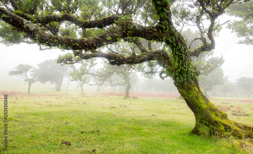 Fototapeta premium Old cedar tree in Fanal forest - Madeira island. Portugal.