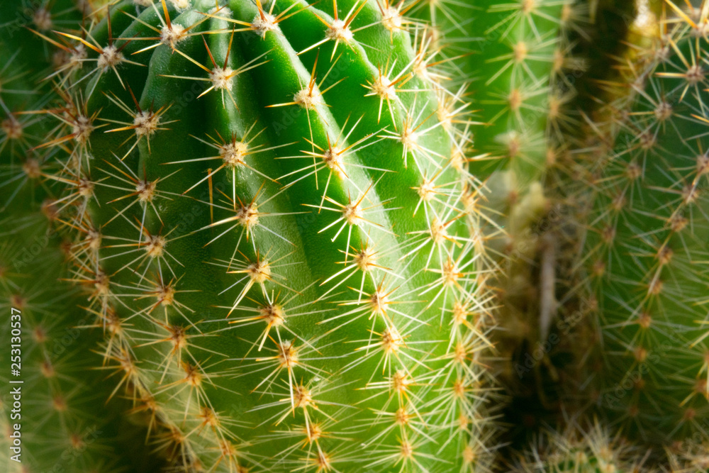 needles and green stalks of a cactus close up needles and green stalks of a cactus close up