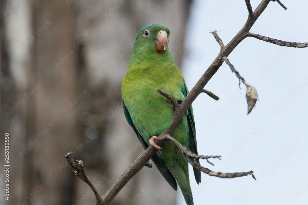 The orange-chinned parakeet (Brotogeris jugularis), also known as the Tovi parakeet, is a small mainly green parrot of the genus Brotogeris