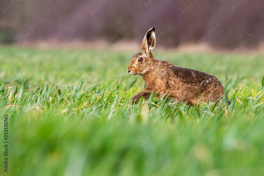 Fototapeta premium European Brown Hare (Lepus europaeus) in summer farmland setting