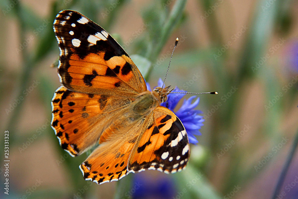 Αυτοκόλλητο Painted Lady butterfly (vanessa Cardui), wings opened, feeding on flower