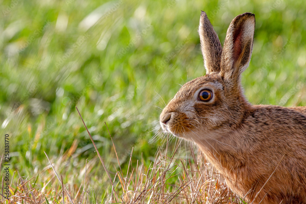 European Brown Hare (Lepus europaeus) in summer farmland setting European Brown Hare (Lepus europaeus) in summer farmland setting