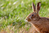 European Brown Hare (Lepus europaeus) in summer farmland setting