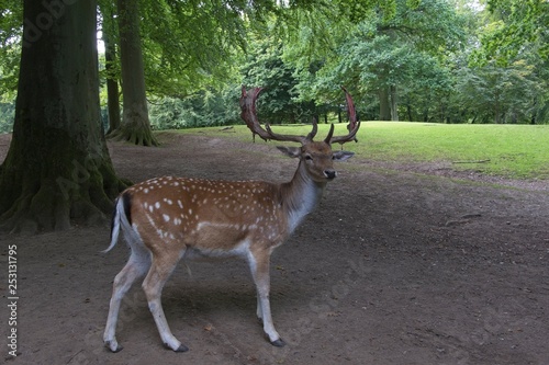 Deer