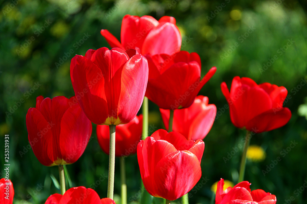 Group of red tulips in the park on green spring background.
