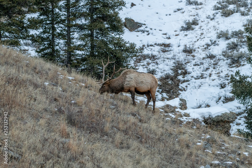 Bull elk (Cervus canadensis) grow antlers for the fall mating season and keep them through the winter, they fall off for the new year’s growth