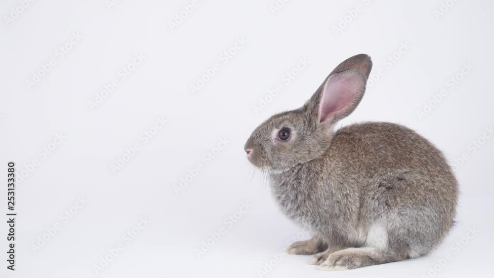 Gray hare on a white background Gray hare on a white background