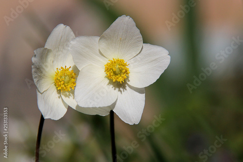 White anemone flowers. White anemone macro close up in nature. Anemone sylvestris (snowdrop anemone, windflower) in sunlight on blurry background. Anemone nemorosa blooming in spring.