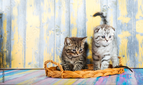 Cute tabby kittens, Scottish Fold
