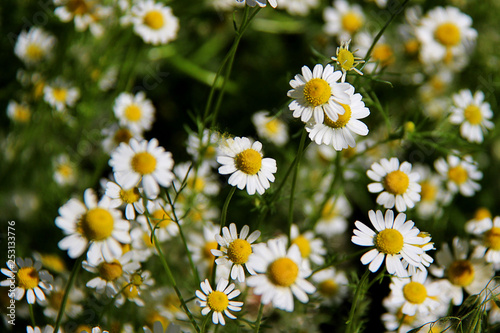 Chamomile  Matricaria chamomilla or Matricaria recutita  flowers close-up on dark background.