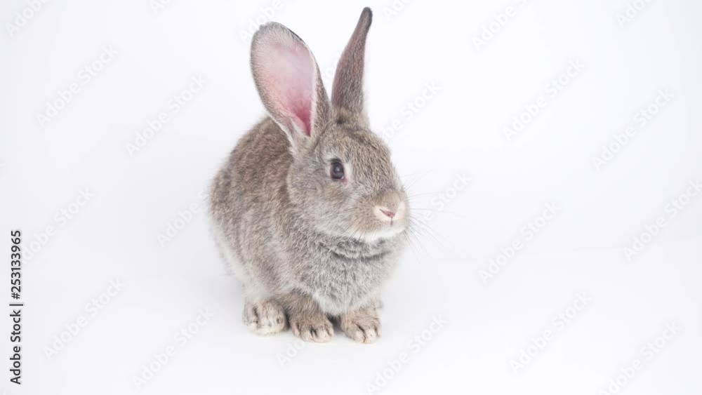 Gray hare on a white background Gray hare on a white background