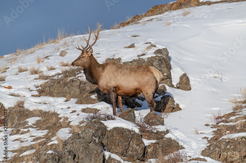 Bull elk  Cervus canadensis  grow antlers for the fall mating season and keep them through the winter  they fall off for the new year   s growth