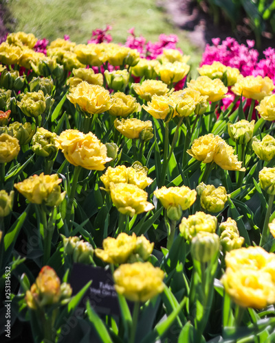 yellow tulips in spring