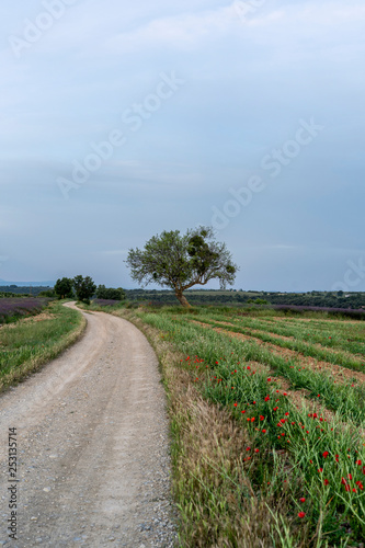 a road cuts the green fields of the French provence during the spring