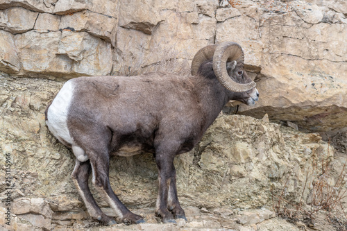 An adult male Bighorn sheep ´Ovis canadensis´, standing on top of a rocky ridge in lamar Valley Yellowstone National Park.