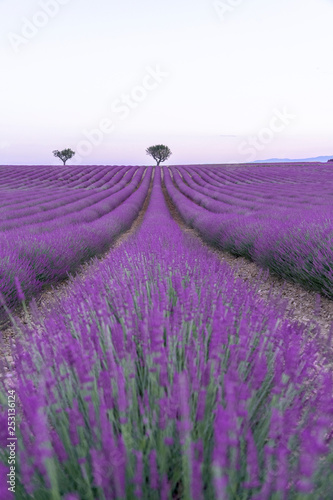 Lavender fields with a tree in spring time in provence france
