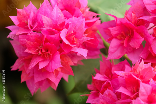 Pink bougainvillea flowers © Prat