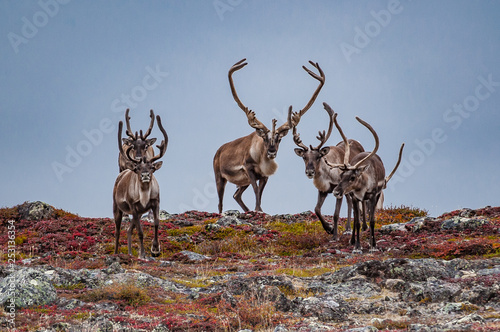 Caribou herd crosses ridgeline