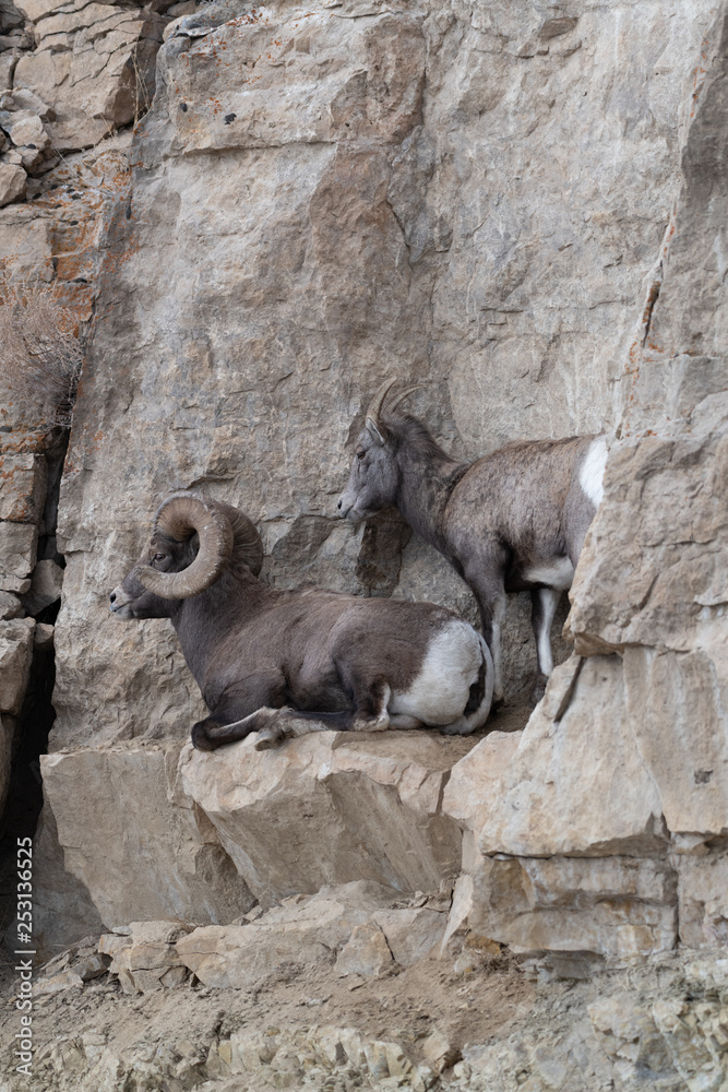 Bighorn sheep in Yellowstone's Lamar Valley. Bighorn sheep in Yellowstone's Lamar Valley.