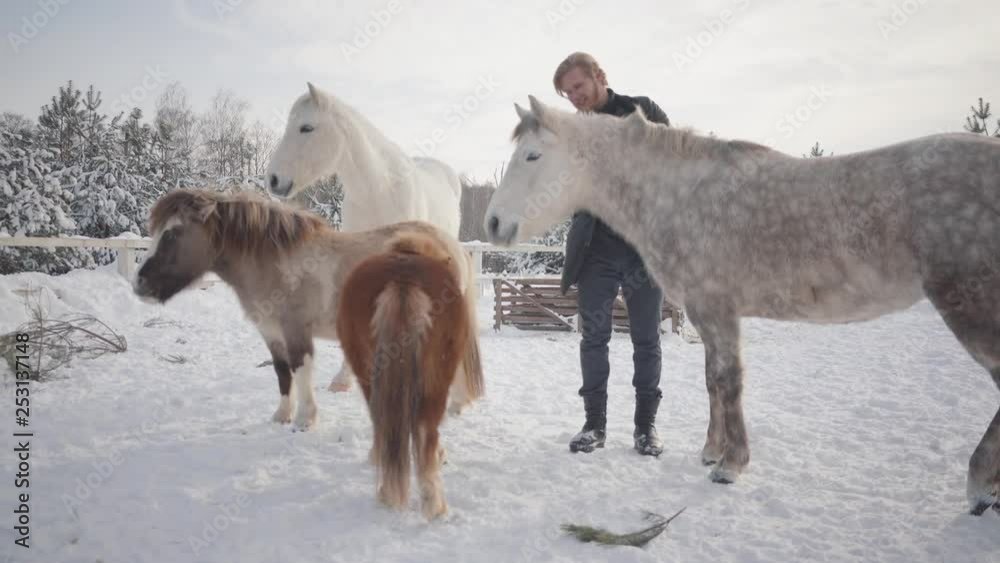 Happy bearded man petting neck of beautiful gray dappled horse at a winter ranch. Two small ponies and one white horse standing near. Concept of horse breeding Happy bearded man petting neck of beautiful gray dappled horse at a winter ranch. Two small ponies and one white horse standing near. Concept of horse breeding