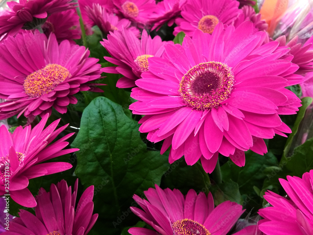 Beautiful flowers as background Beautiful flowers as background