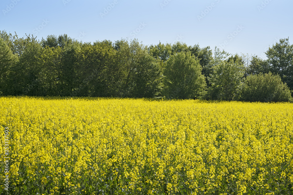 Rapeseed or canola field with yellow blooming oilseed rape in front of a forest against a clear blue sky, copy space