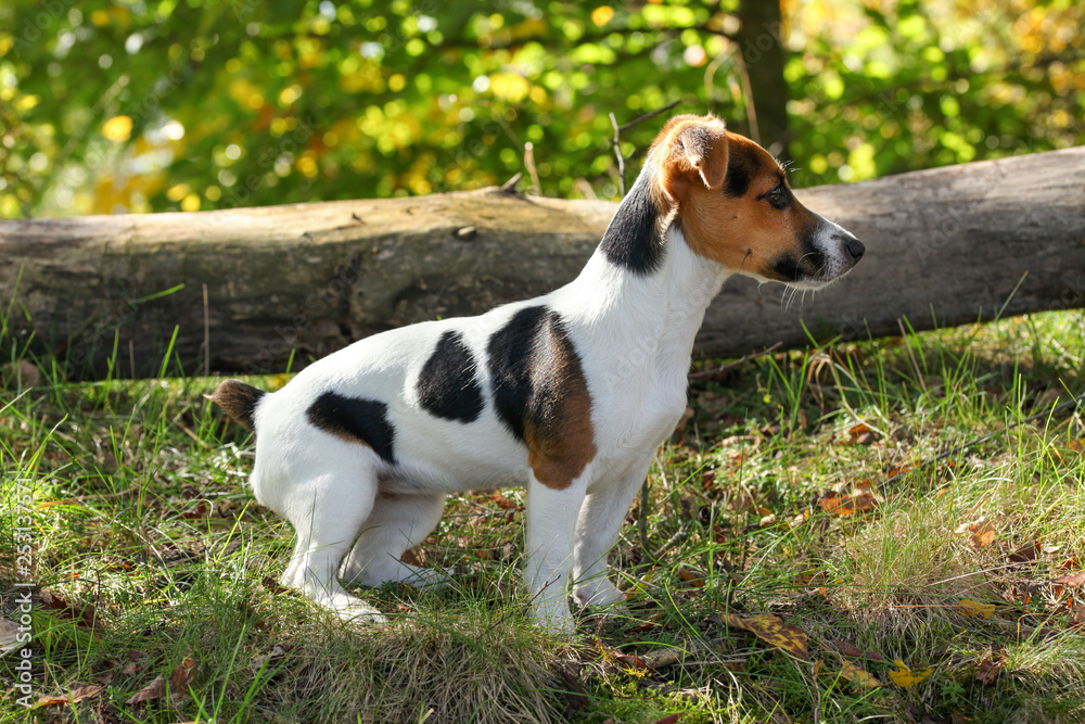 Jack Russell terrier standing in low forest grass, sun shining on her, small fallen tree background.