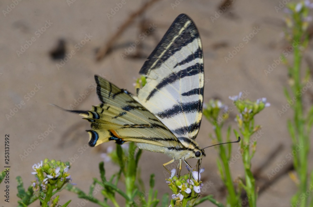 Fototapeta premium Esemplare di farfalla Macaone coda di rondine