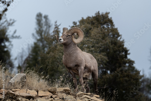 An adult male Bighorn sheep ´Ovis canadensis´, standing on top of a rocky ridge against a blue sky in lamar Valley Yellowstone National Park.