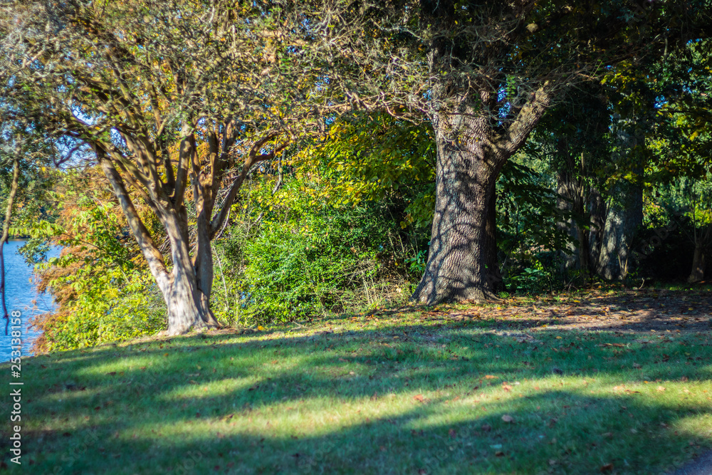 Fototapeta premium trees in the park