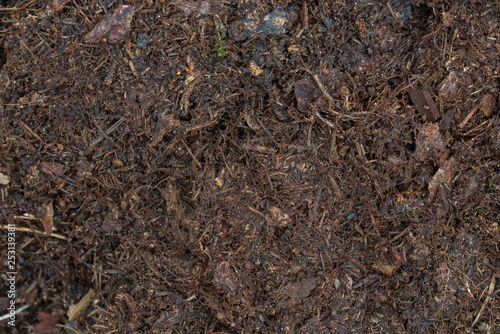 dark brown humus in forest soil