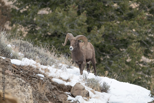 An adult male Bighorn sheep ´Ovis canadensis´, standing on top of a rocky ridge against a blue sky in lamar Valley Yellowstone National Park. © Frank