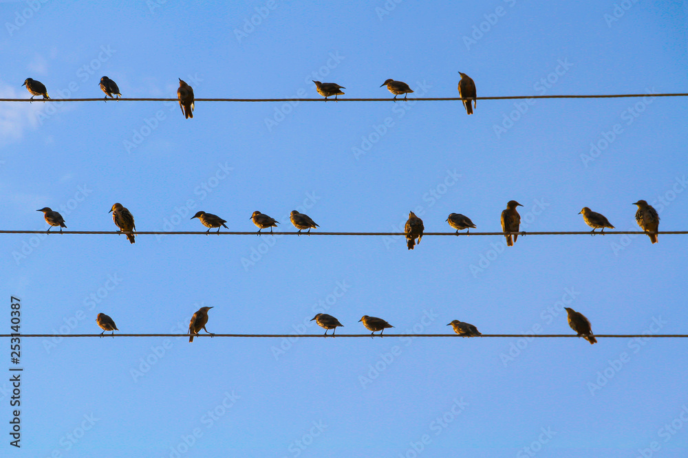 A flock of blackbirds sitting on wires similar to musical notes against a blue cloudless sky A flock of blackbirds sitting on wires similar to musical notes against a blue cloudless sky