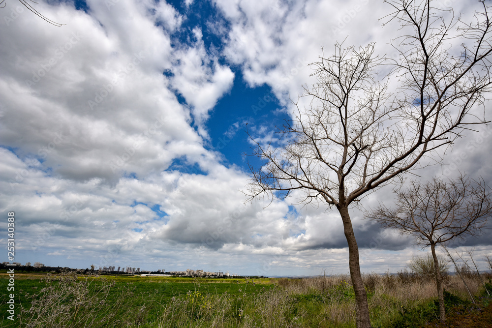 Tree in the field. Spring landscape with clouds. White clouds in the blue sky. Tree in the field. Spring landscape with clouds. White clouds in the blue sky.
