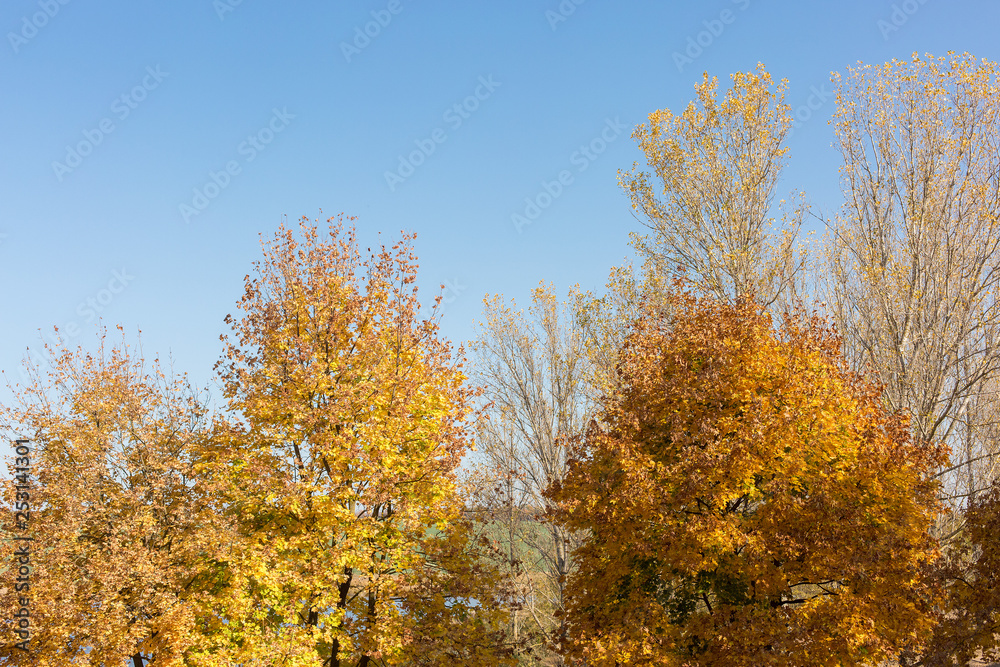 Autumn maple leaves carpet