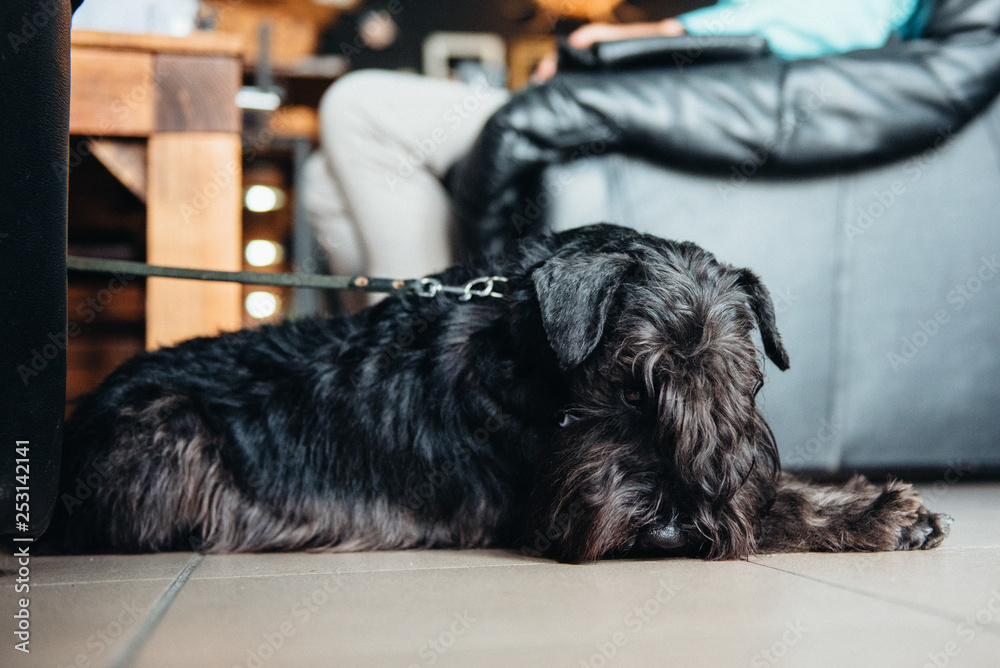 black terrier black terrier
