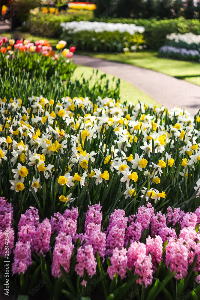  blooming spring flowers in the park