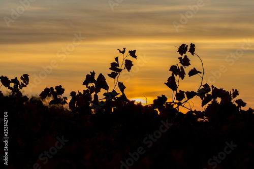 Autumn grapes with red leaves, the vine at sunset is reddish yellow 