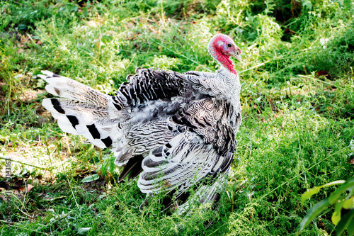 Turkey with dissolved wings in the garden of the farm among the grass_