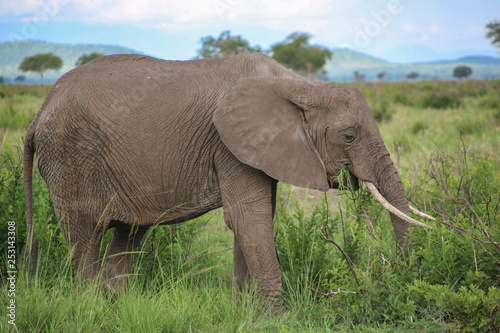 elephant in the wild in park mikumi. Tanzania