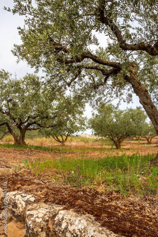 Olive tree field on the Way of St. James, Camino de Santiago in Navarre, Spain, route Maneru-Cirauqui, Cirauqui or Zirauki in the distance Olive tree field on the Way of St. James, Camino de Santiago in Navarre, Spain, route Maneru-Cirauqui, Cirauqui or Zirauki in the distance