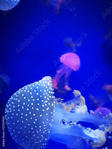 Jellyfish floating in water © ViralMind