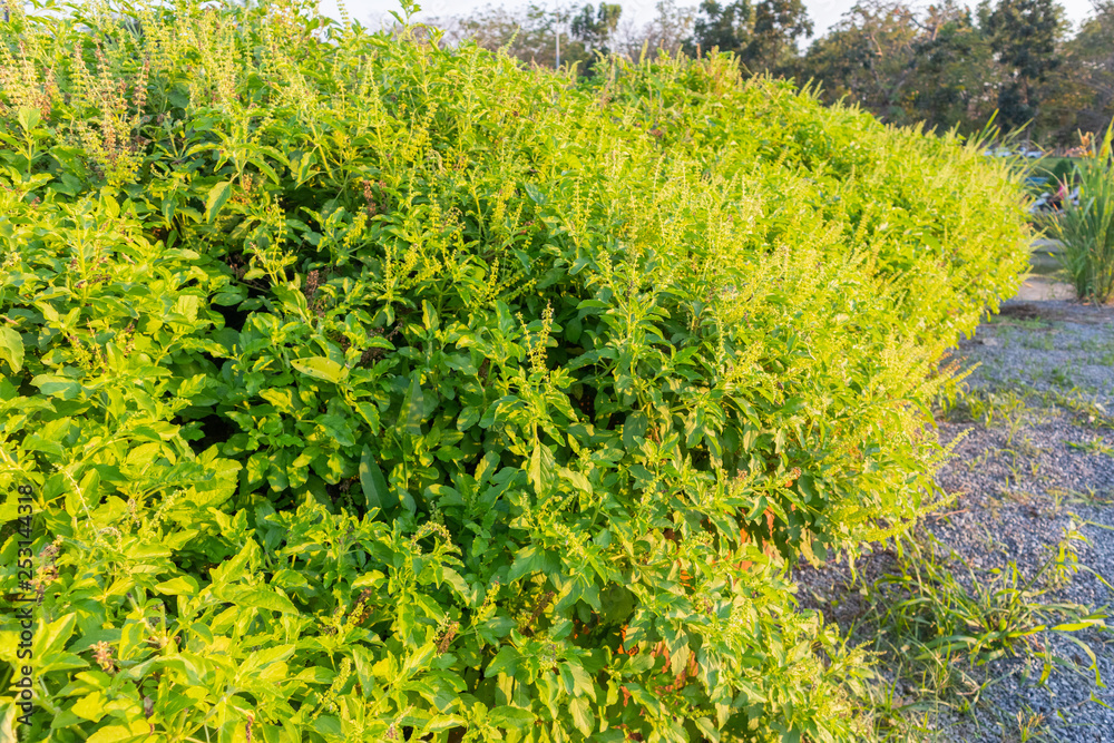 fresh Sweet Basil, Thai Basil tree in Thailand fresh Sweet Basil, Thai Basil tree in Thailand