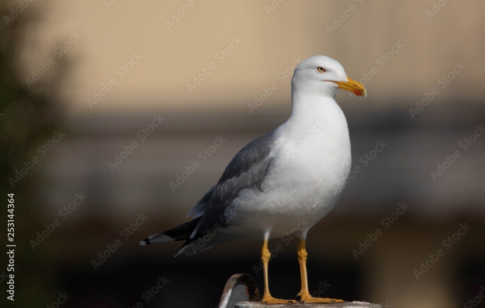 Gabbiano reale uccello marino acquatico Gabbiano reale uccello marino acquatico