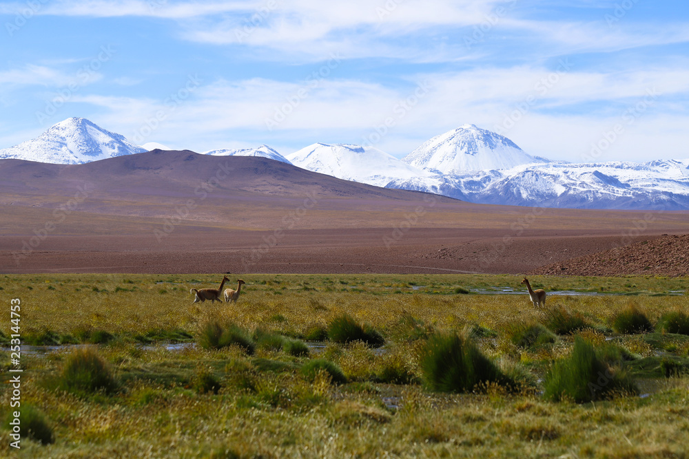 Some vicunas in the landscape of northern Chile with the Andes Mountains and volcanoes with snow on the summit, Atacama Desert, Chile