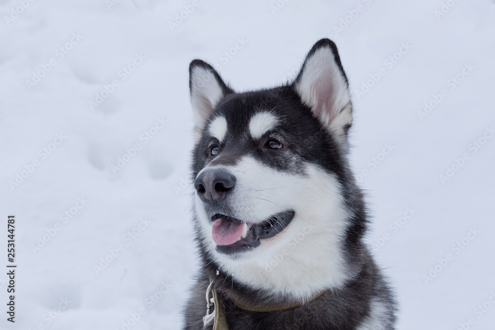 Cute siberian husky on a background of white snow. Pet animals.