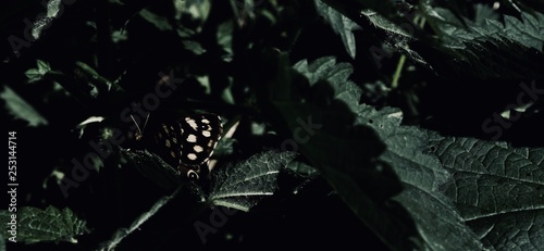 Serene Black and Yellow Butterfly Resting on Natural Leaf