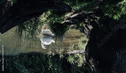 Reflection Of A Swan In A Lake.