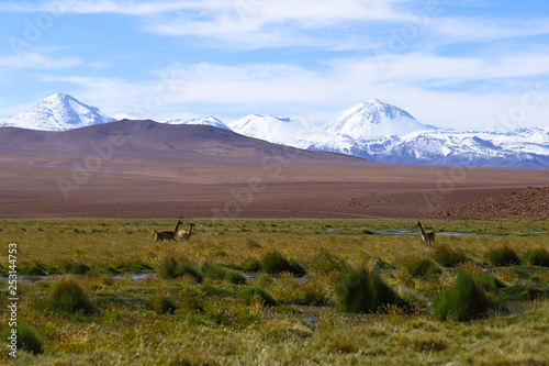 Some vicunas in the landscape of northern Chile with the Andes Mountains and volcanoes with snow on the summit, Atacama Desert, Chile